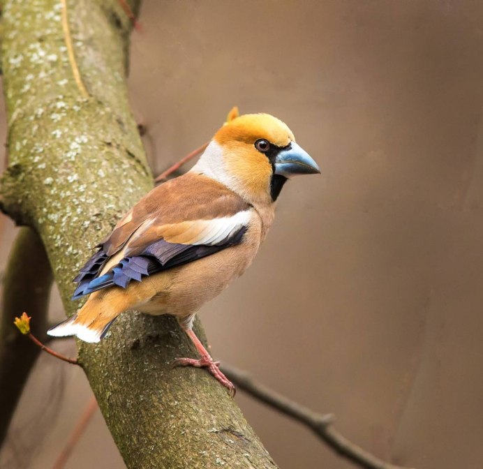 Дубонос среда обитания
