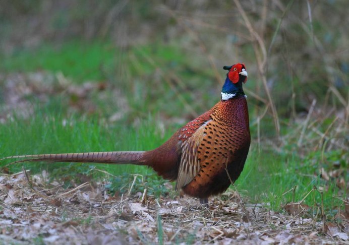 Фазан обыкновенный Phasianus colchicus