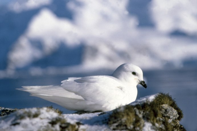 Snow Petrel Diet