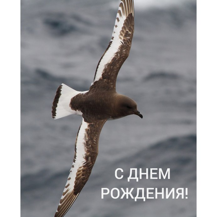 Чайка поморник Антарктида