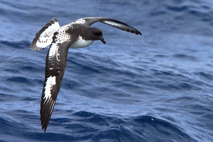 Буревестник малый (Puffinus Puffinus)
