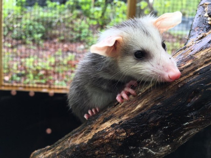 Сумчатый опоссум