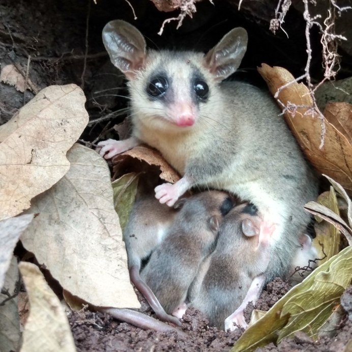 Сумчатый опоссум