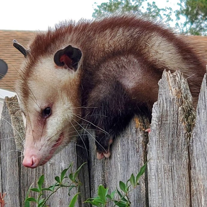 Сумчатый опоссум
