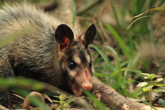Мадагаскарский опоссум