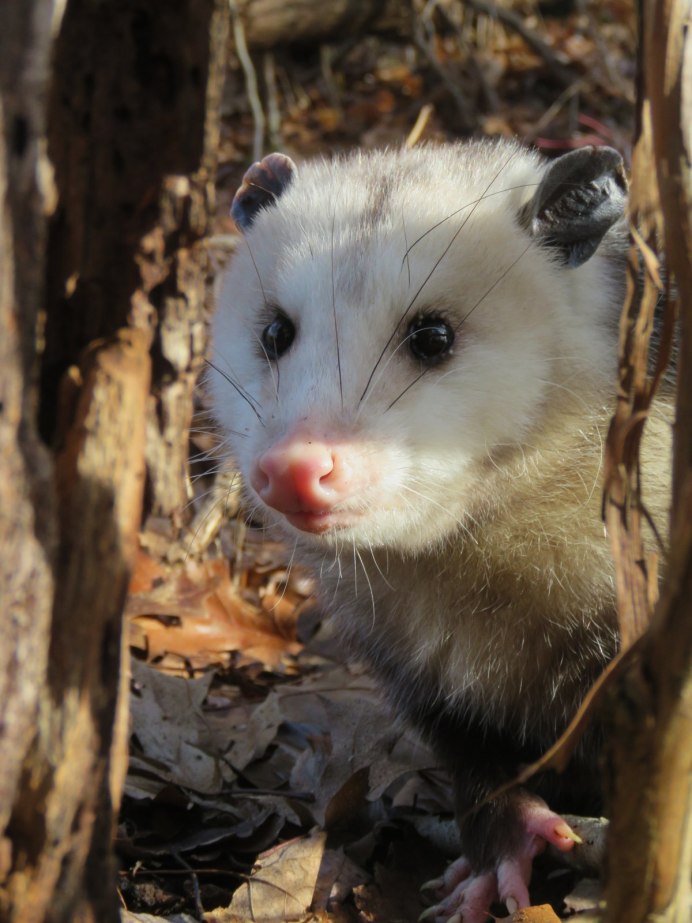 Амазонский опоссум