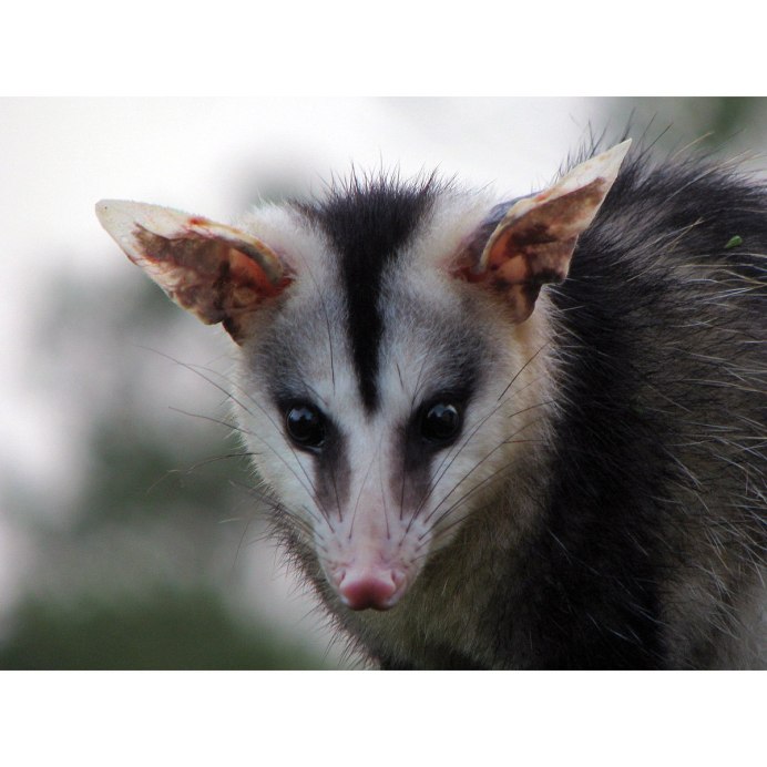 Хайди (опоссум)