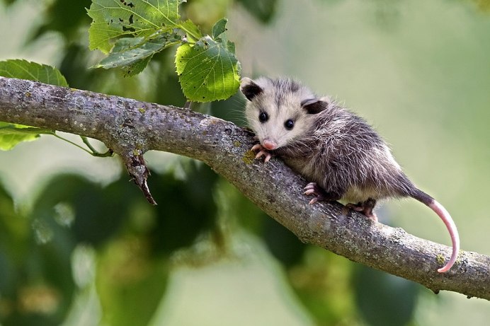 Белоухий опоссум