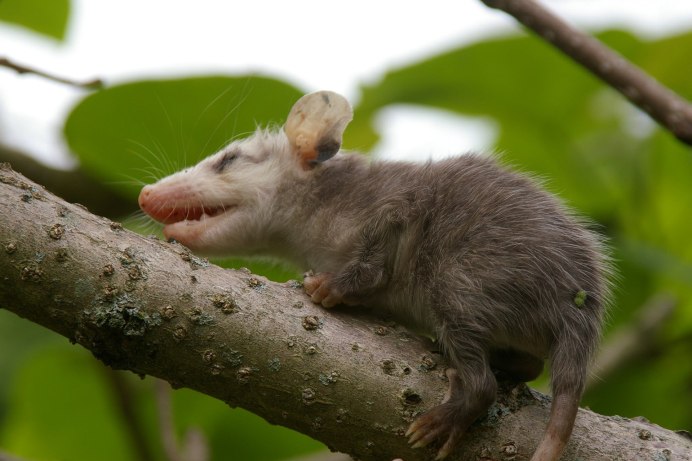 Ушастый поссум