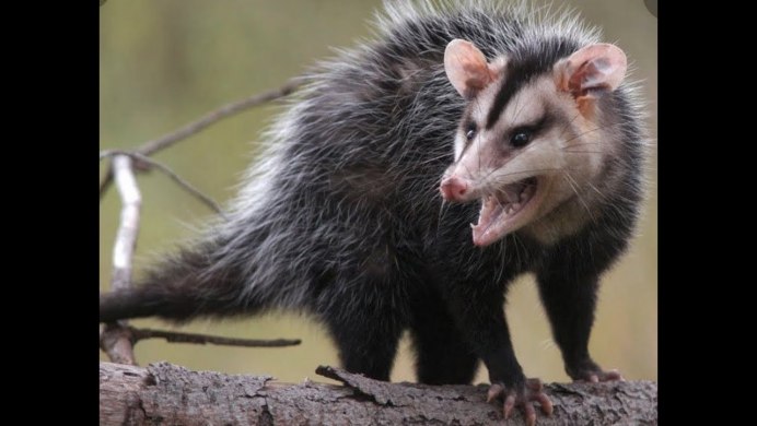 Серый четырёхглазый опоссум