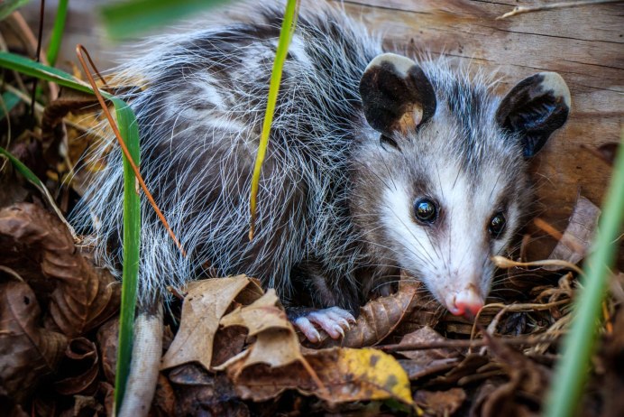 Виргинский опоссум