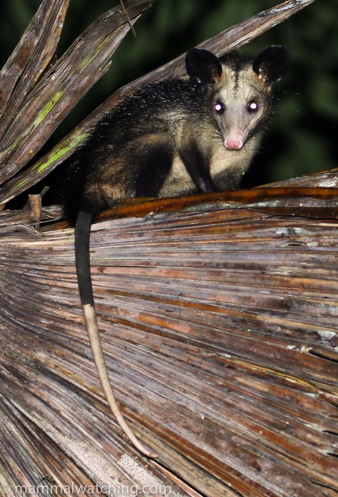 Сумчатый опоссум