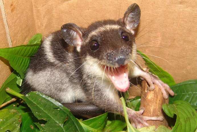 Сумчатые крысы Австралии