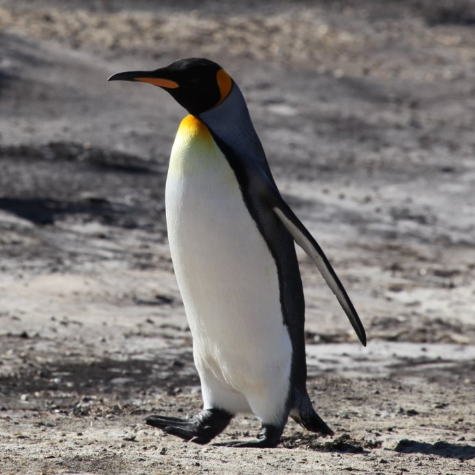Aptenodytes patagonicus