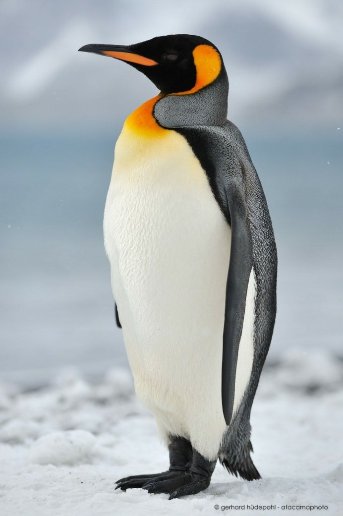 Aptenodytes patagonicus