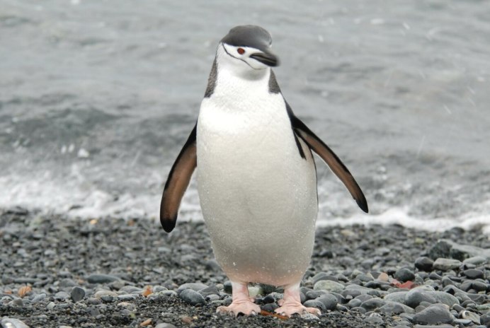 Антарктический Пингвин (Pygoscelis Antarctica)
