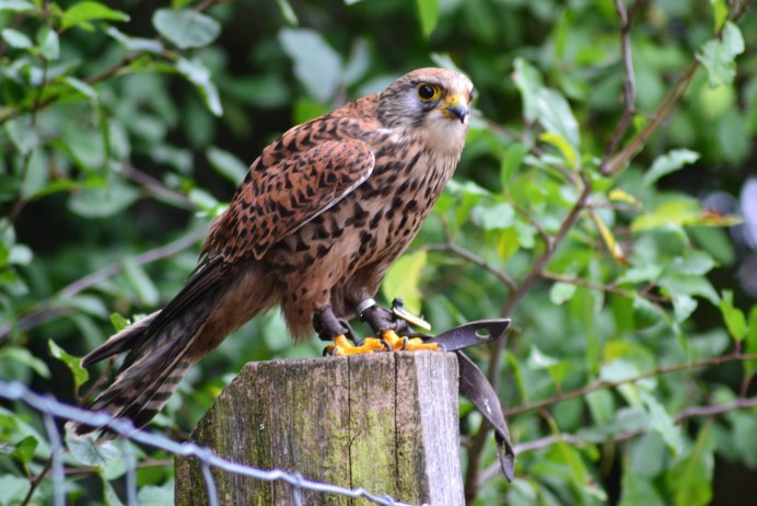 Фото коршуна птицы и ястреба
