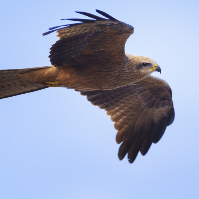 Канюк Сарыч обыкновенный