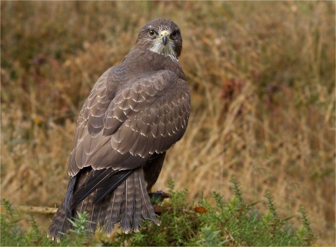Зоркий Сокол птица