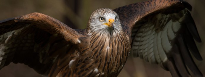 КАНЮКИ Луни