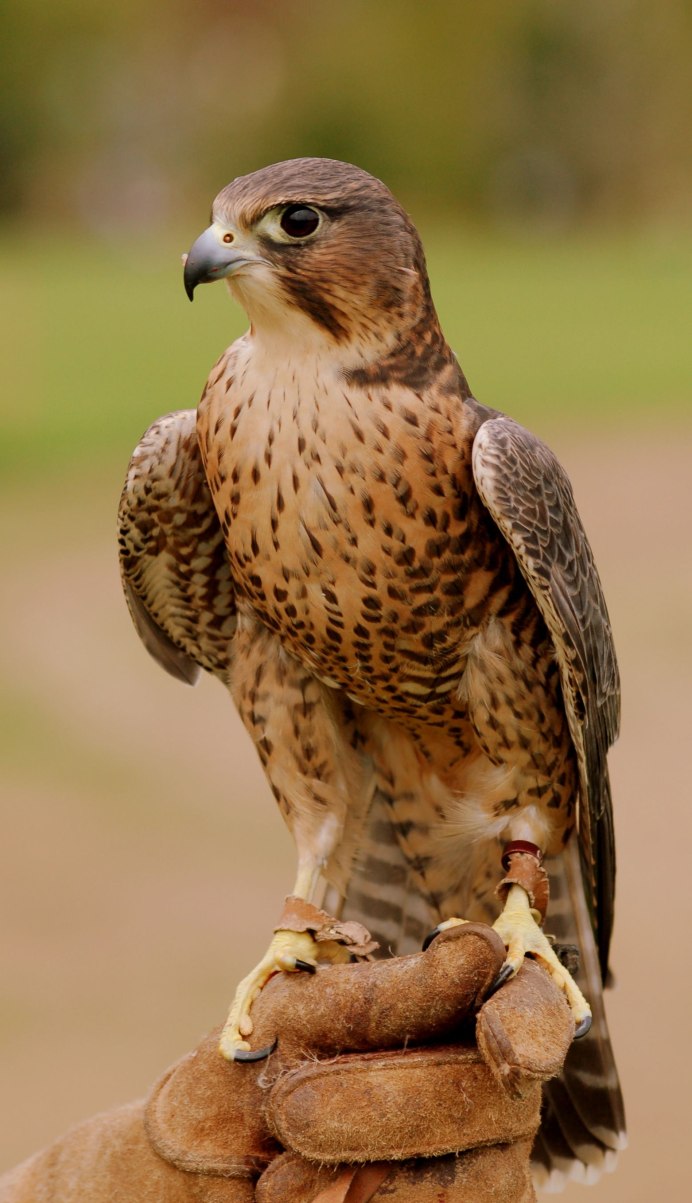 Ястреб канюк Орел