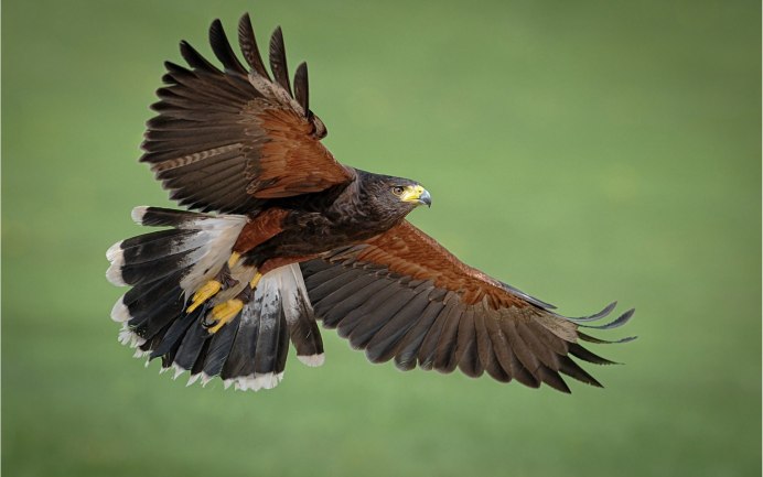 Ястреб пустельга Подмосковья