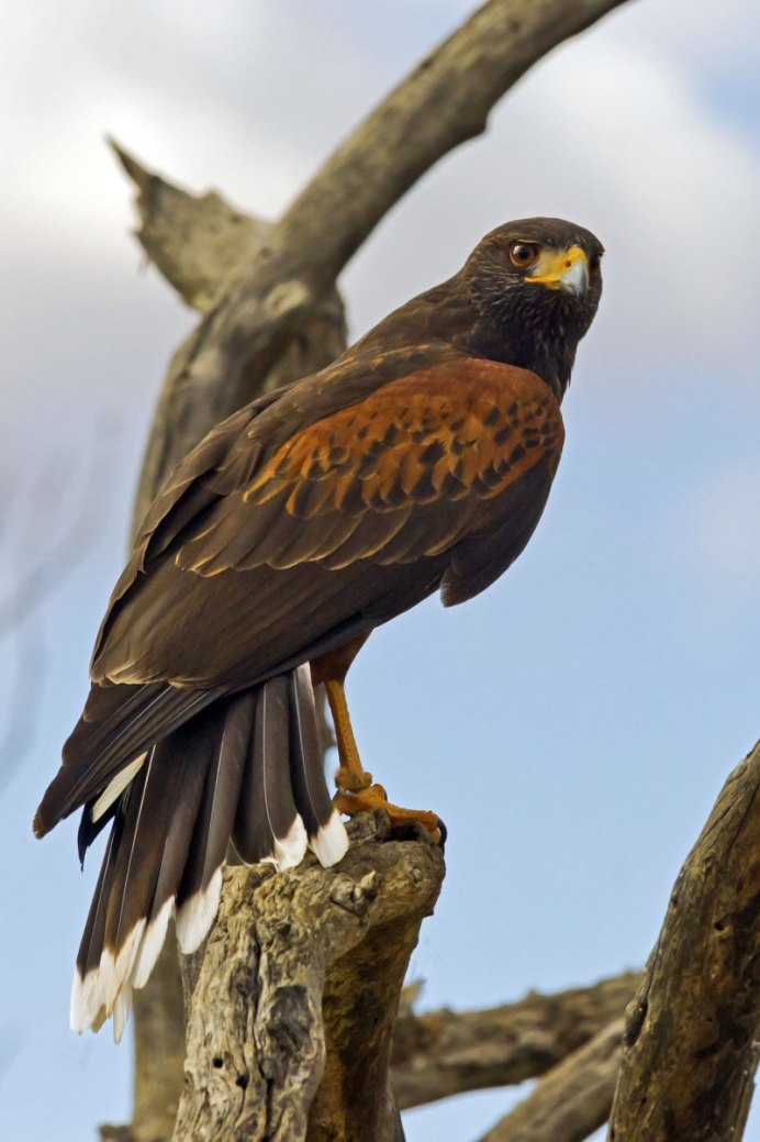 Большая коричневая птица