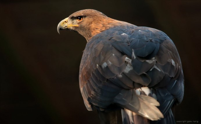 Ястреб и Орел