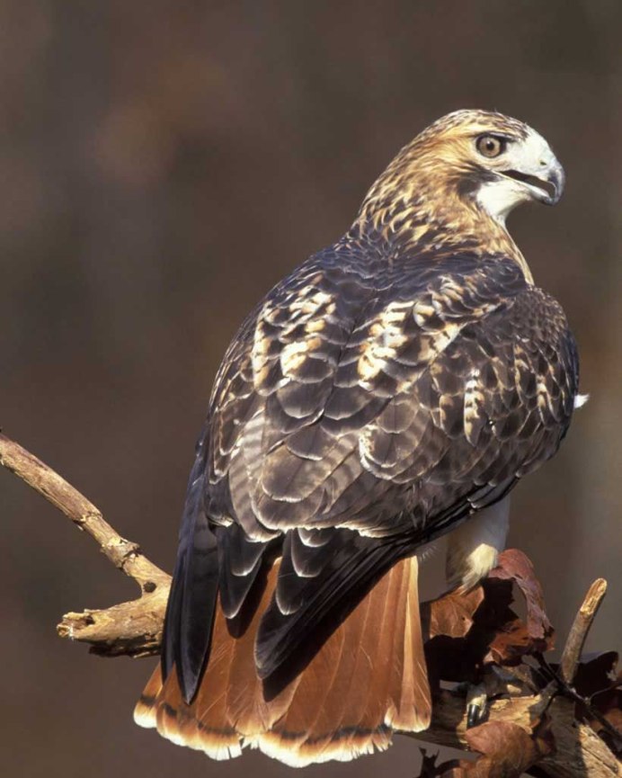 Орел коричневый