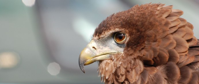 Сокол канюк