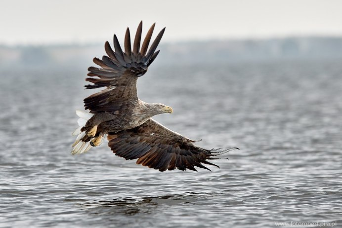 Белоголовый Орлан полет