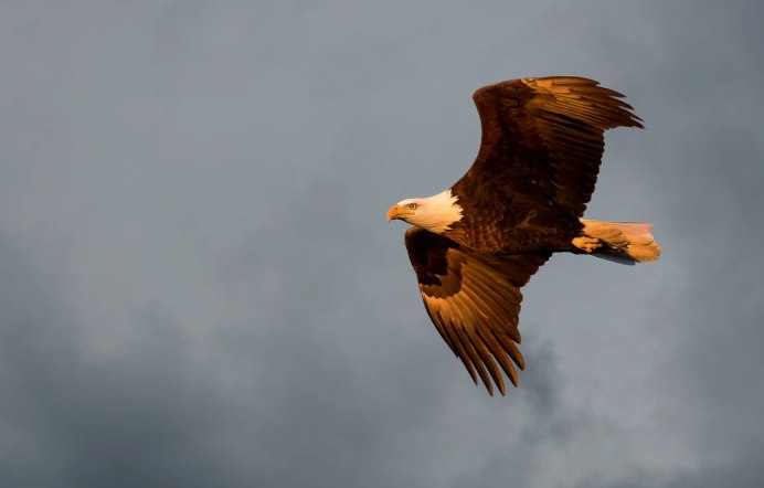 Парящий Орлан белохвост