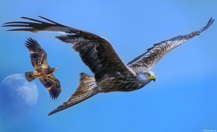 Белоголовый Орлан в полете