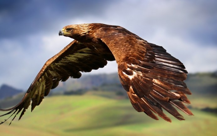 Орел парящий в небе