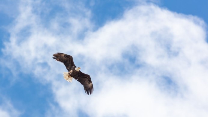 Орлан Сендажы