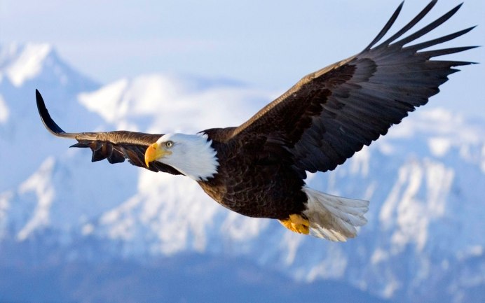 Белоголовый Орлан в полете