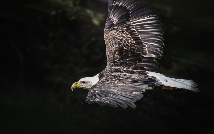 Белоголовый Орлан размах крыльев