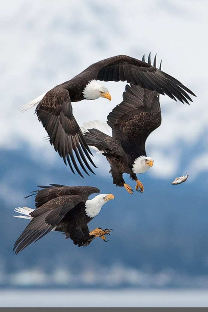 Птица вид сверху