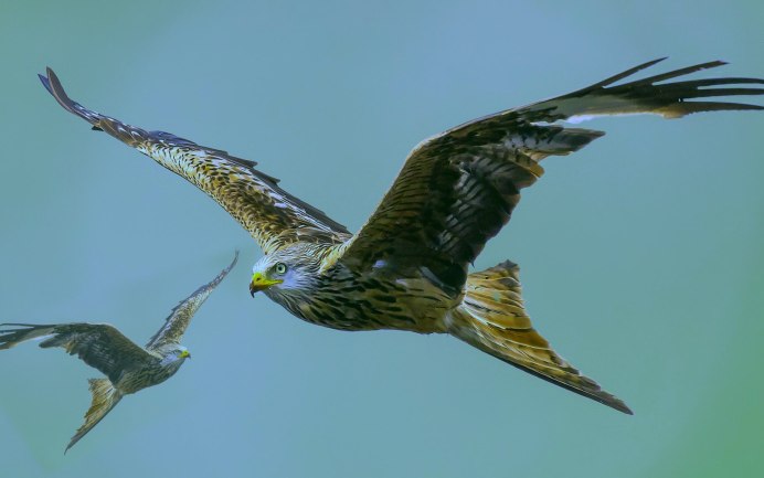 Орёл в полёте