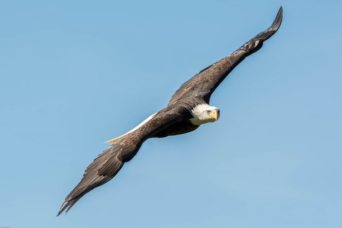 Свободный полет птицы