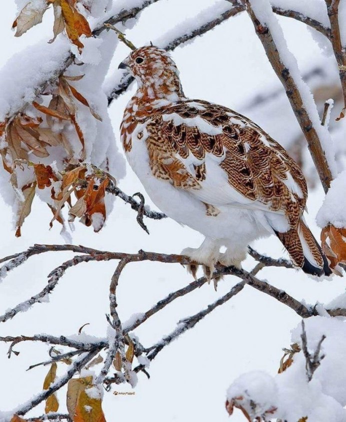 Серая куропатка (Perdix Perdix)