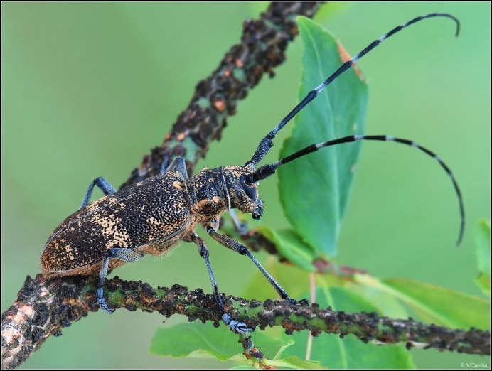 Черный Жук усач дровосек