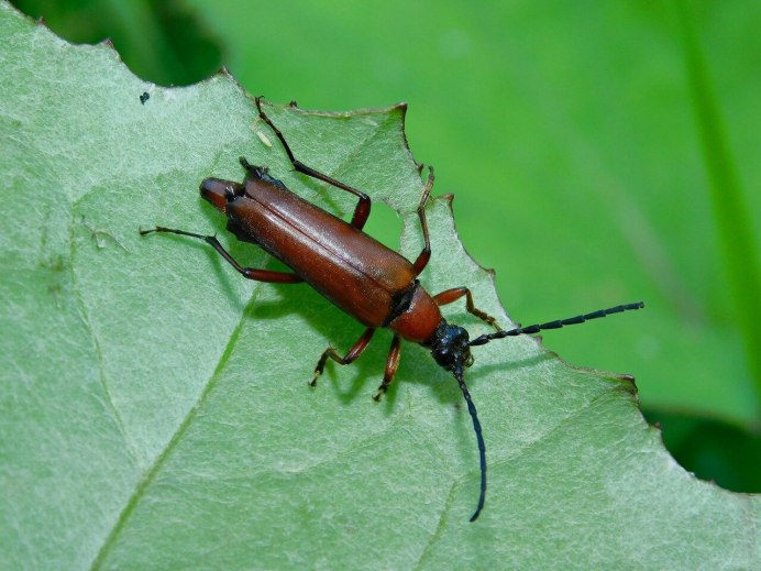 Древесный Жук усач