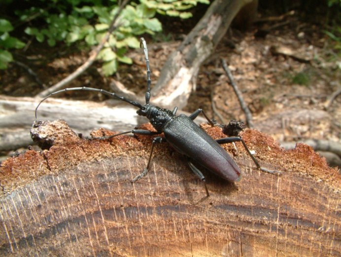 Жук усач полосатый