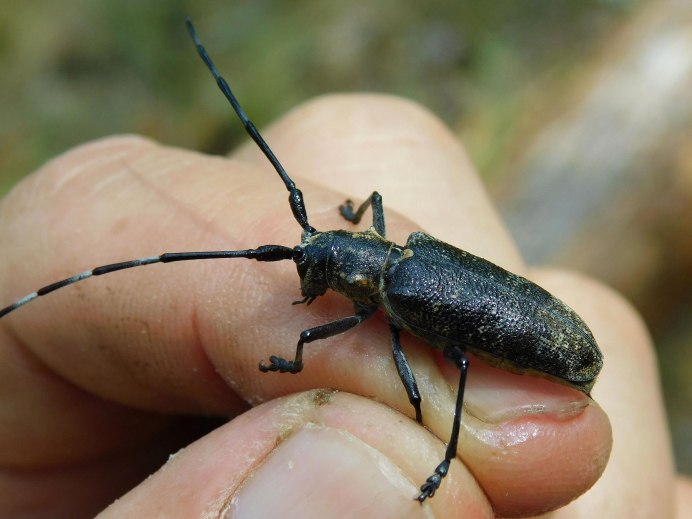 Черный Жук усач