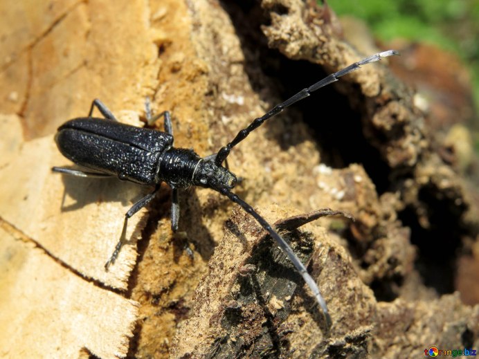 Жук усач дровосек большой