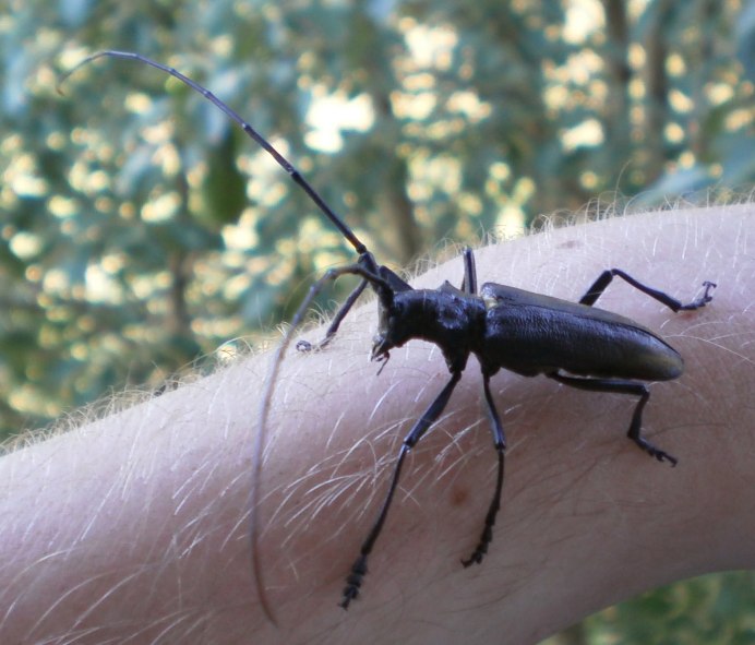 Древесный Жук усач