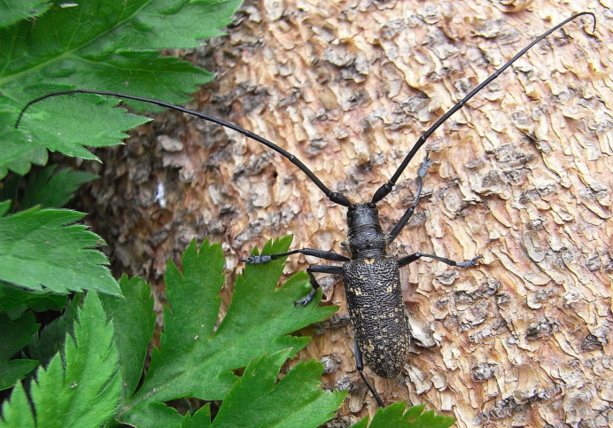 Кавказский Жук усач