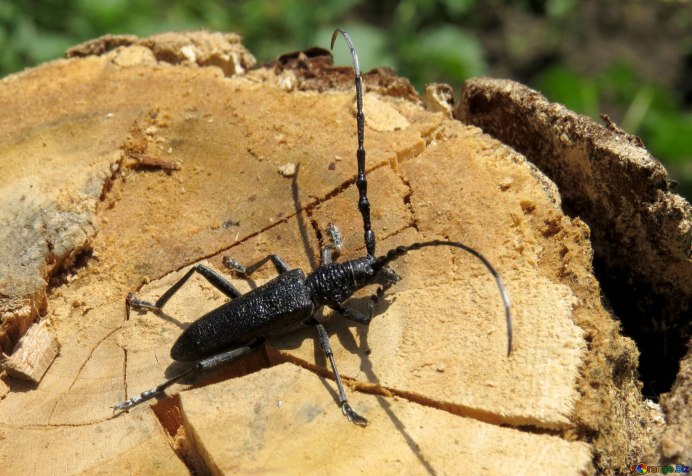 Жук усач еловый