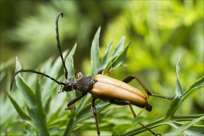 Жук усач дровосек большой